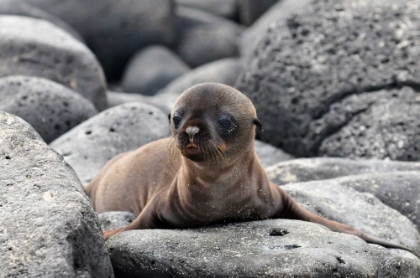 Picture of GALAPAGOS SEA LION PUP