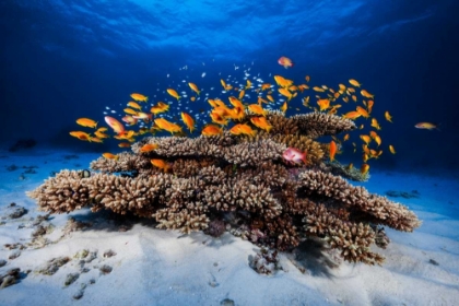 Picture of MARINE LIFE