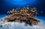 Picture of MARINE LIFE