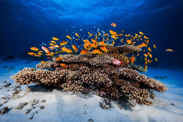 Picture of MARINE LIFE