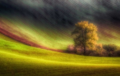 Picture of MORAVIAN FIELDS
