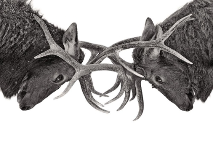 Picture of EYE TO EYE