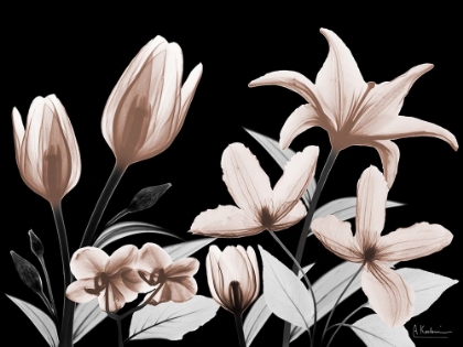 Picture of AUTOMATIC MOCHA BLOOM 2