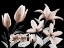 Picture of AUTOMATIC MOCHA BLOOM 2