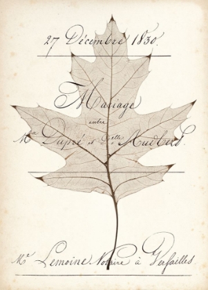 Picture of BIRCH DOCUMENT