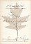 Picture of BIRCH DOCUMENT