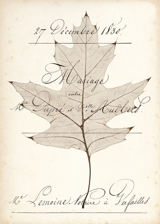 Picture of BIRCH DOCUMENT
