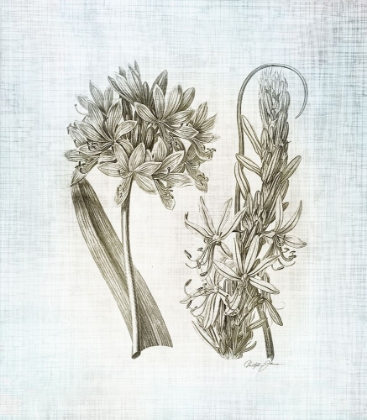Picture of FARMHOUSE BOTANICAL 1