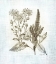 Picture of FARMHOUSE BOTANICAL 2