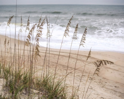 Picture of SILVER SEAGRASS