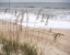 Picture of SILVER SEAGRASS
