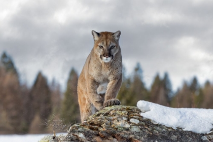 Picture of COUGAR IN WINTER