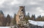 Picture of COUGAR IN WINTER