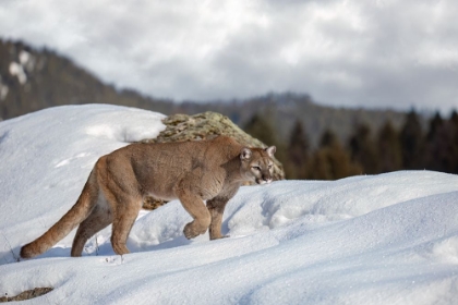 Picture of COUGAR WALKING IN THE SNOW I