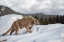 Picture of COUGAR WALKING IN THE SNOW I