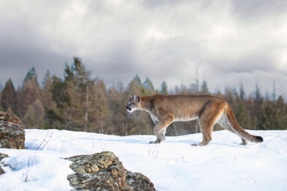 Picture of COUGAR WALKING IN THE SNOW II