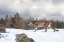 Picture of COUGAR WALKING IN THE SNOW II