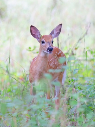 Picture of FAWN IN THE MEADOW