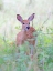 Picture of FAWN IN THE MEADOW