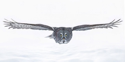 Picture of GREAT GREY OWL IN FLIGHT OVER THE SNOW
