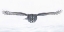 Picture of GREAT GREY OWL IN FLIGHT OVER THE SNOW