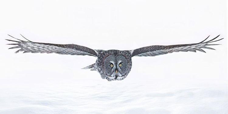 Picture of GREAT GREY OWL IN FLIGHT OVER THE SNOW