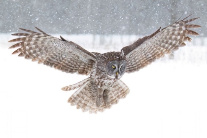 Picture of GREAT GREY OWL IN THE FIELD HUNTING