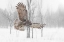 Picture of GREAT GREY OWL THROUGH THE SNOW