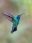 Picture of GREEN VIOLET EAR HUMMINGBIRD