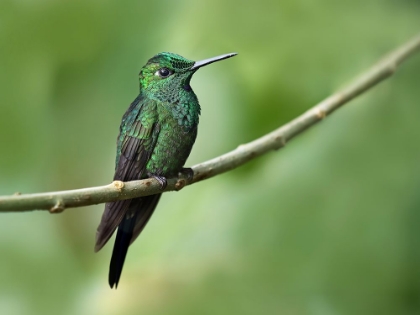 Picture of GREEN-CROWNED BRILLIANT HUMMINGBIRD I
