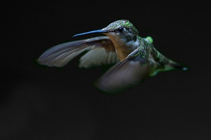 Picture of RUBY-THROATED HUMMINGBIRD I
