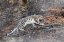 Picture of SNOW LEOPARD WALKING ON ROCKY CLIFF I