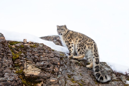 Picture of SNOW LEOPARD WALKING ON ROCKY CLIFF II