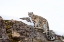 Picture of SNOW LEOPARD WALKING ON ROCKY CLIFF II