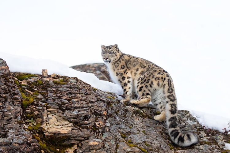 Picture of SNOW LEOPARD WALKING ON ROCKY CLIFF II