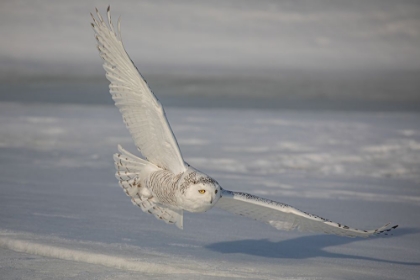 Picture of SNOWY OWL INCOMING