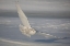 Picture of SNOWY OWL INCOMING