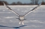 Picture of SNOWY OWL WINGS