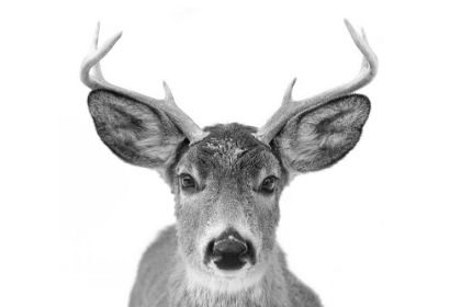 Picture of YOUNG WHITE-TAILED BUCK