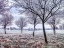 Picture of TREES IN FROSTY FIELD