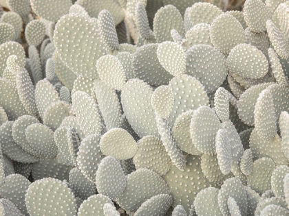 Picture of FULL FRAME OF CACTUS PLANT