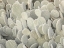 Picture of FULL FRAME OF CACTUS PLANT