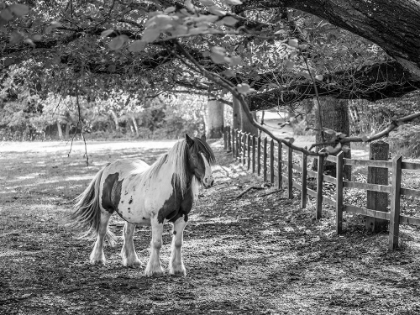 Picture of HORSE IN A FARM