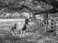 Picture of HORSE IN A FARM