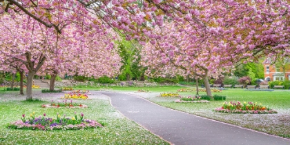 Picture of BLOSSOM IN THE PARK