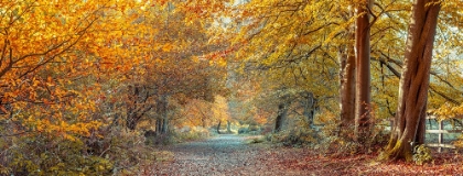 Picture of PATHWAY THROUGH THE FOREST