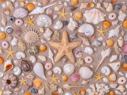 Picture of FULL FRAME OF COLLECTION OF SEASHELLS