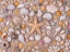 Picture of FULL FRAME OF COLLECTION OF SEASHELLS