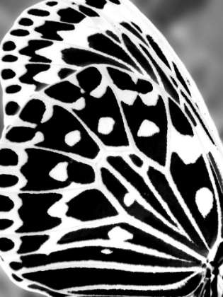 Picture of BLACK AND WHITE WING I