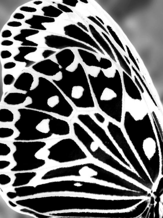 Picture of BLACK AND WHITE WING I